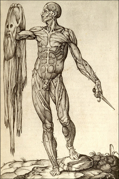 Anatomy of human body_Juan Valverde de Amusco_Rome-1559_via US National Library of Medicina