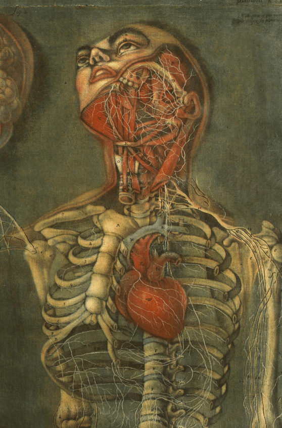 Throat and heart_Jacques Fabien Gautier d'Agoty_1745